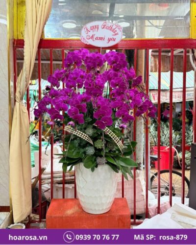 Lan hồ điệp rosa-879