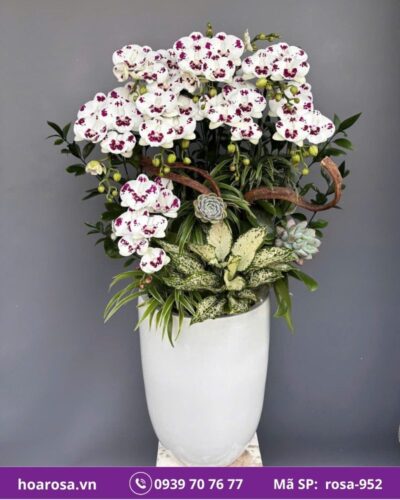 Lan hồ điệp rosa-952