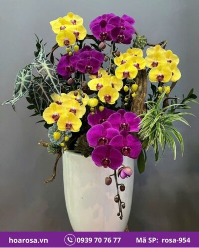 Lan hồ điệp rosa-954