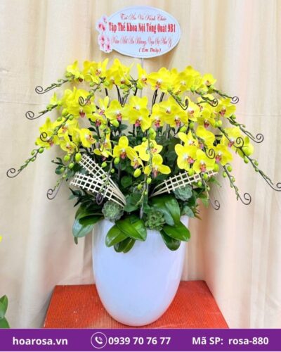 Lan hồ điệp rosa-880