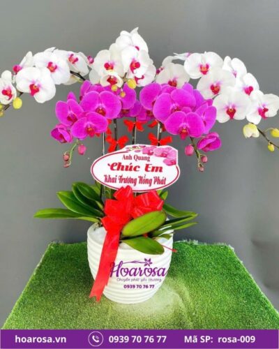 Lan hồ điệp rosa-009