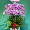 Lan hồ điệp rosa-1236