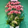 Lan hồ điệp rosa-1237