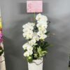 Lan hồ điệp rosa-1239
