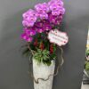 Lan hồ điệp rosa-1240