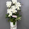 Lan hồ điệp rosa-1242