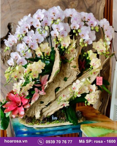 Lan hồ điệp rosa-1600