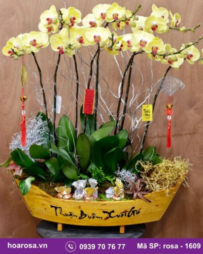 Lan hồ điệp rosa-1609