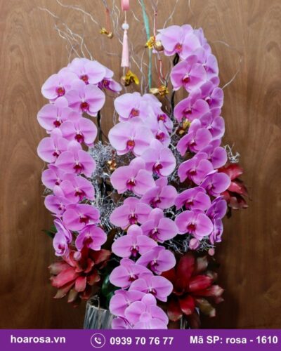 Lan hồ điệp rosa-1610