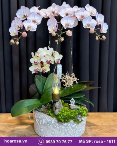 Lan hồ điệp rosa-1611