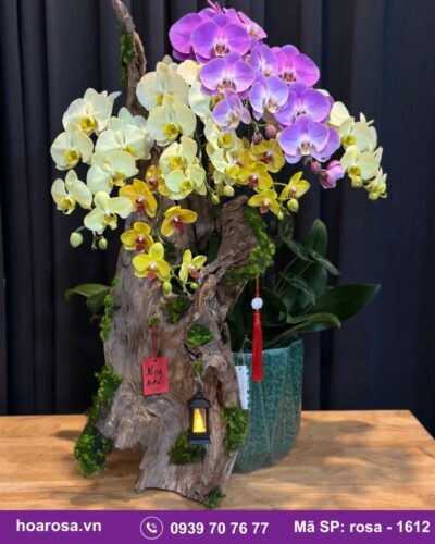 Lan hồ điệp rosa-1612