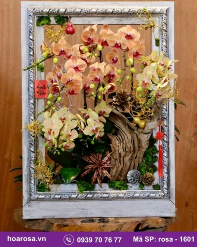 Lan hồ điệp rosa-1601