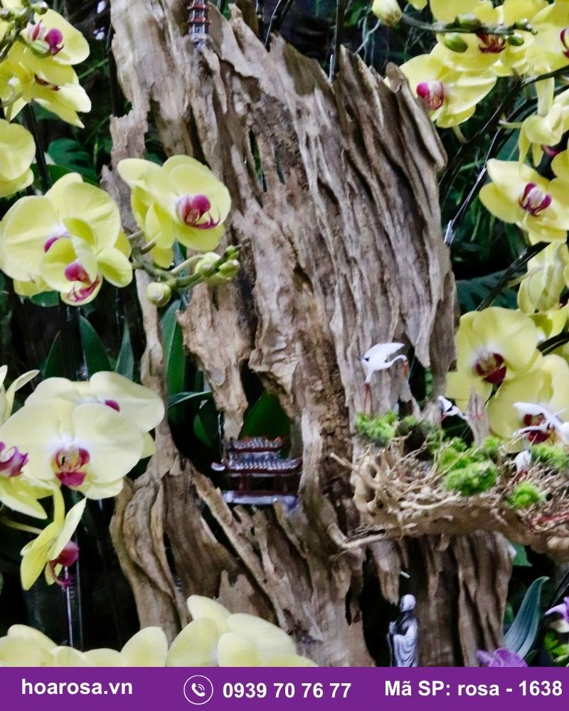 Lan hồ điệp rosa-1638