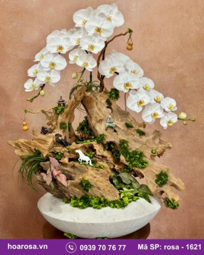 Lan hồ điệp rosa-1621