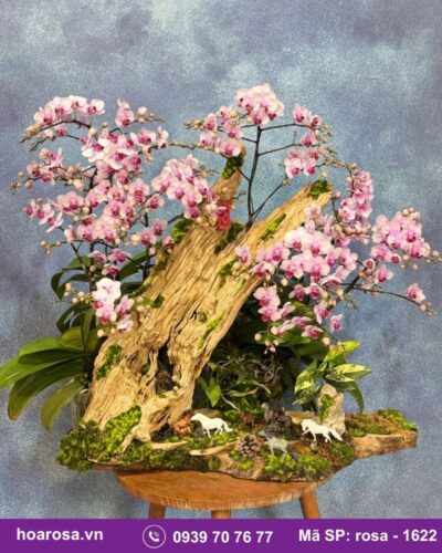 Lan hồ điệp rosa-1622