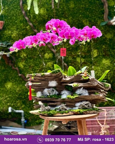 Lan hồ điệp rosa-1623