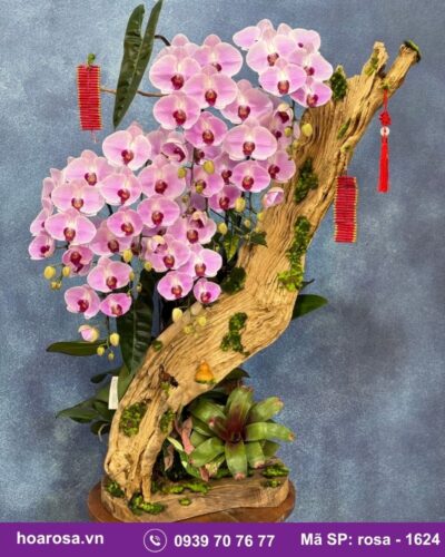 Lan hồ điệp rosa-1624