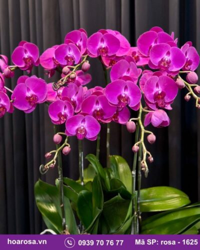 Lan hồ điệp rosa-1625