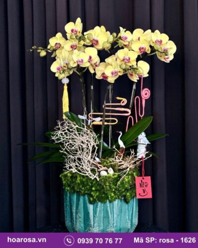 Lan hồ điệp rosa-1626