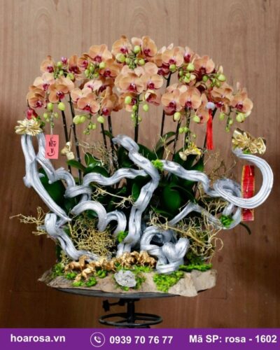 Lan hồ điệp rosa-1602