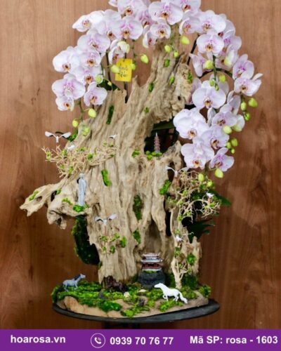 Lan hồ điệp rosa-1603