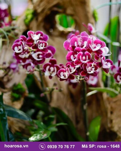 Lan hồ điệp rosa-1648