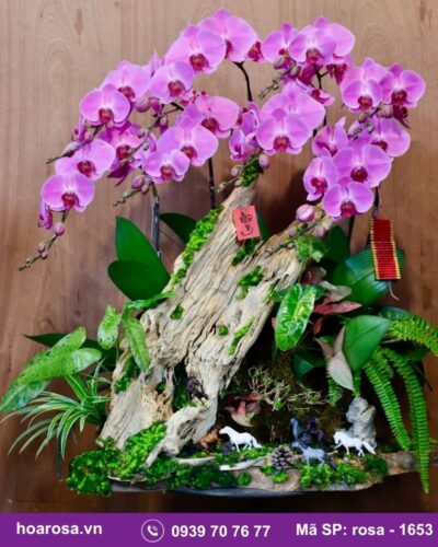 Lan hồ điệp rosa-1653