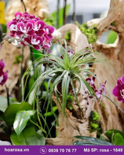 Lan hồ điệp rosa-1649