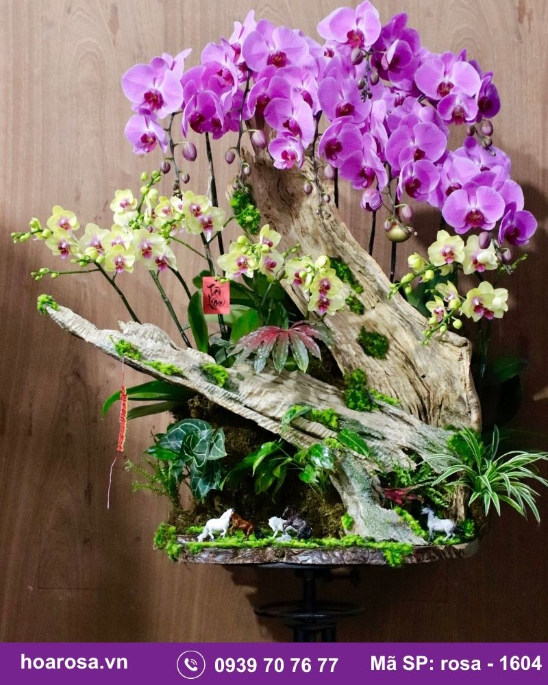 Lan hồ điệp rosa-1604