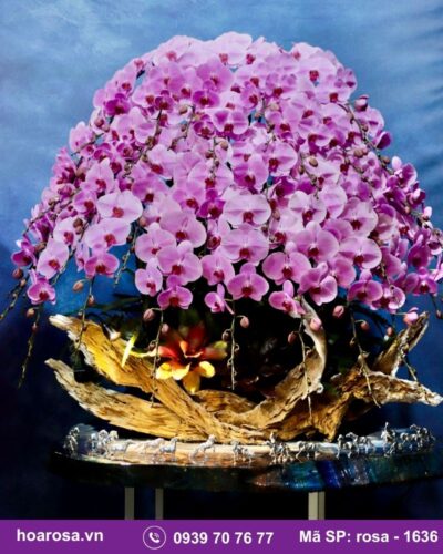 Lan hồ điệp rosa-1636