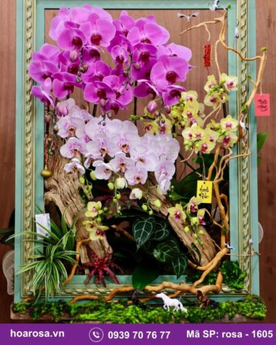 Lan hồ điệp rosa-1605
