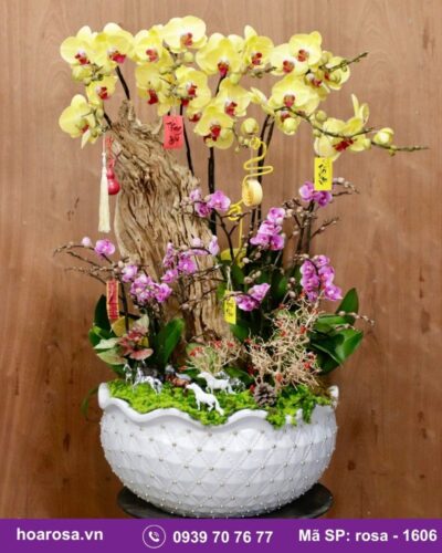 Lan hồ điệp rosa-1606